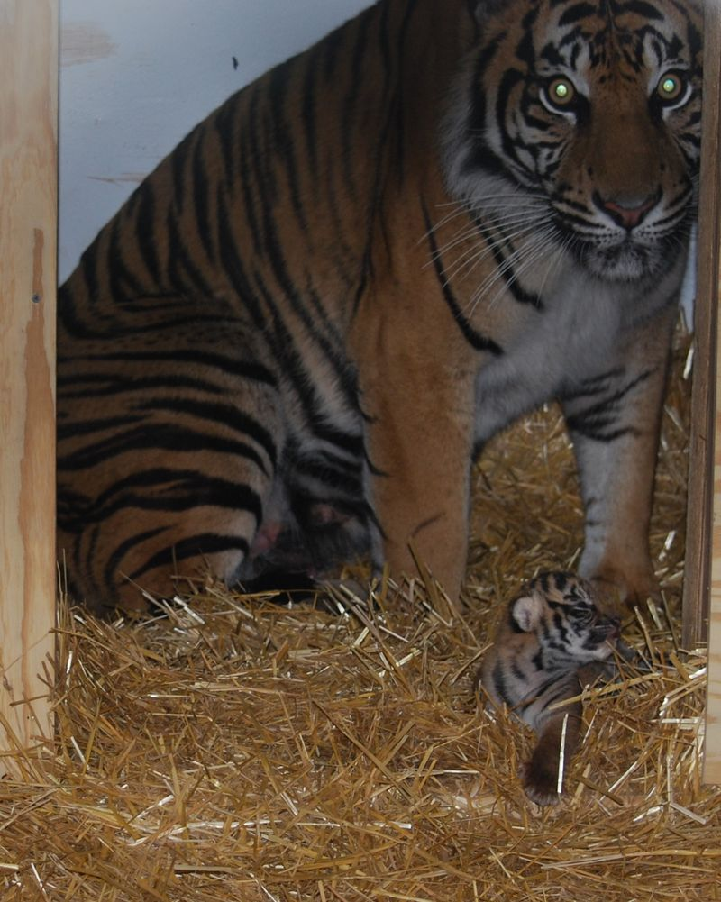 Illustration for article titled ZOMG BABY SUMATRAN TIGERS!!!